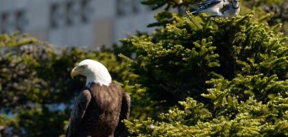 BaldEagles